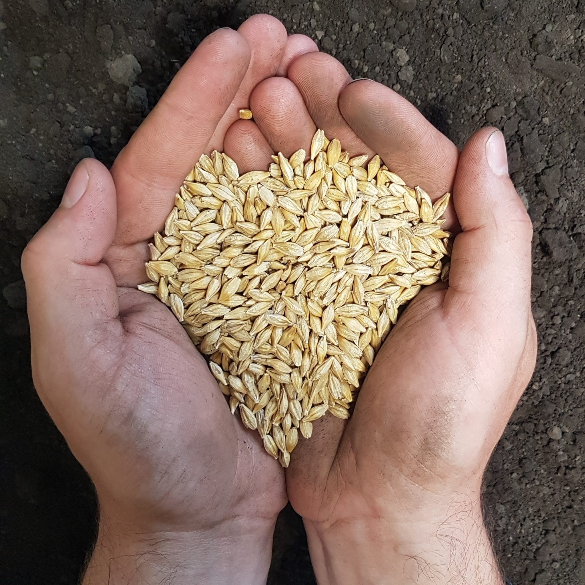Barley Seed | Trawin Seeds