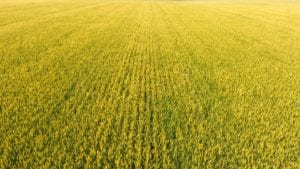 Golden wheat field grown by Trawin Seeds in Melfort, Saskatchewan, Canada