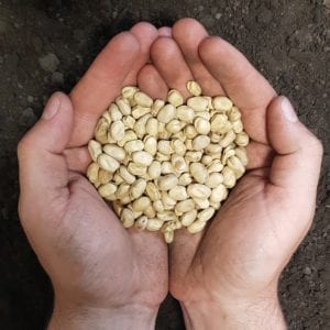 Certified Snowbird faba beans held in hand over soil