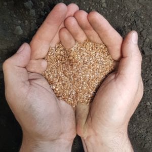 SeCan CDC Sorrel Flax held in hand over soil