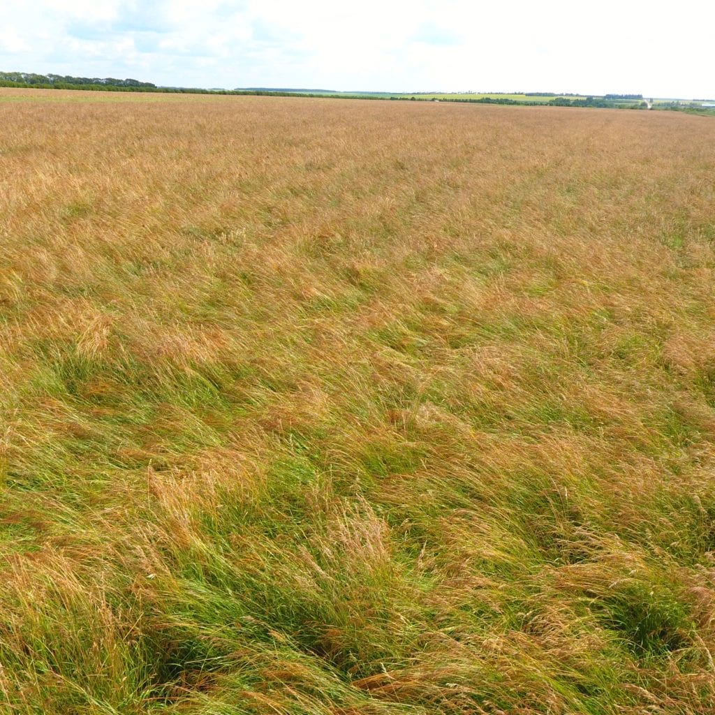 Brome grass field in Melfort, Saskatchewan, Canada