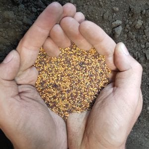 SeCan AC® Synergy Synthetic Hybrid Polish Canola held in hand over soil