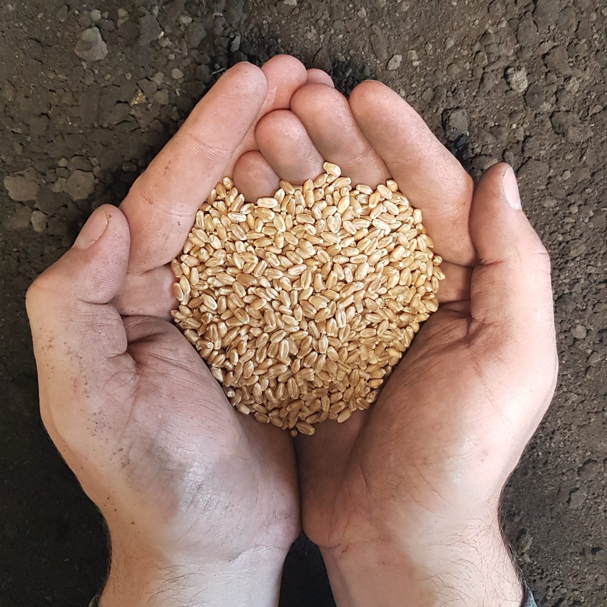 Wheat seeds