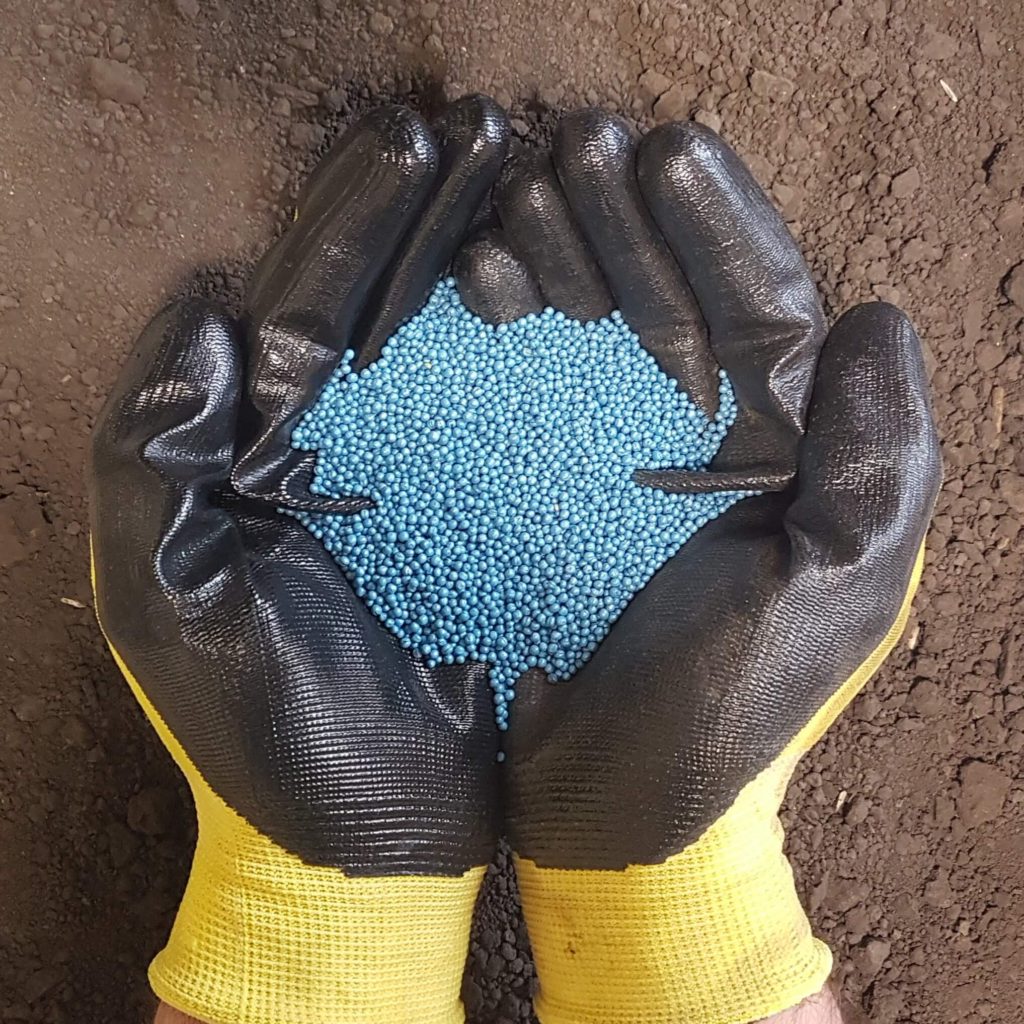 Canola Seed Trawin Seeds